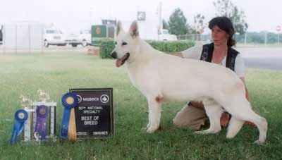 Opportunities to show your White GSD